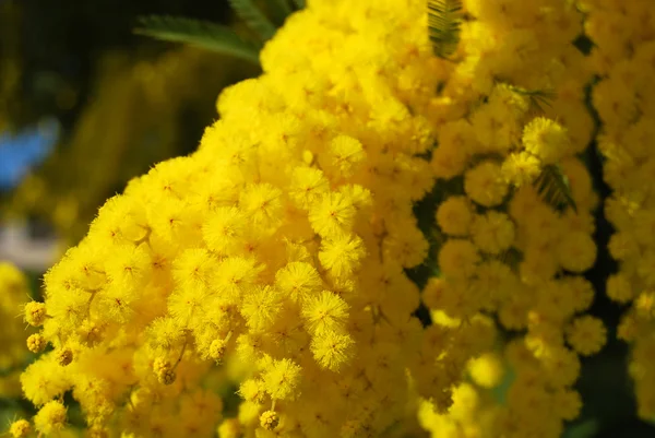 Mimosa bloem 618 — Stockfoto
