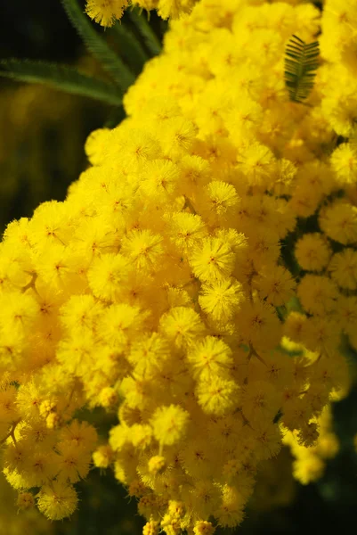 Цветок Мимозы 619 — стоковое фото