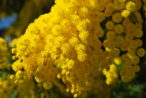 Kwiat mimozy 617 — Zdjęcie stockowe