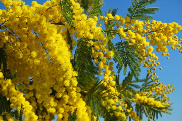 Mimosa flor 615 — Foto de Stock