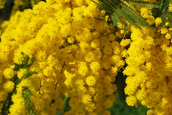 Kwiat mimozy 612 — Zdjęcie stockowe