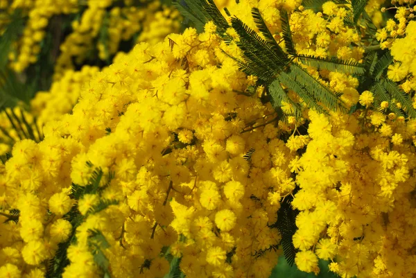 Kwiat mimozy 609 — Zdjęcie stockowe