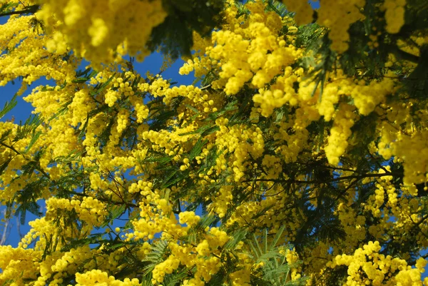 Una planta de Mimosa símbolo del 8 de marzo, Día Internacional de la Mujer —  Fotos de Stock
