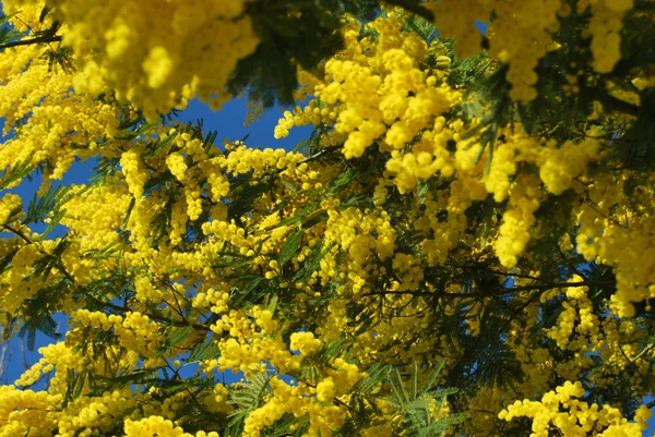 Kwiat mimozy 607 — Zdjęcie stockowe