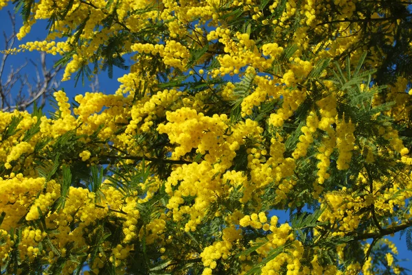 Een plant van Mimosa symbool van 8 maart, ter gelegenheid van de internationale Vrouwendag — Stockfoto