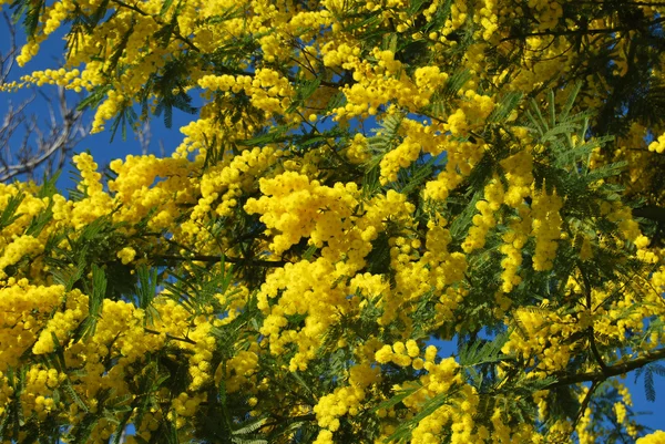Цветок Мимозы 604 — стоковое фото