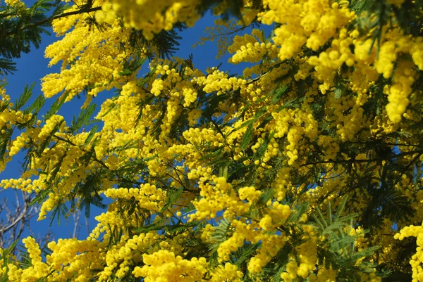 Een plant van Mimosa symbool van 8 maart, ter gelegenheid van de internationale Vrouwendag — Stockfoto