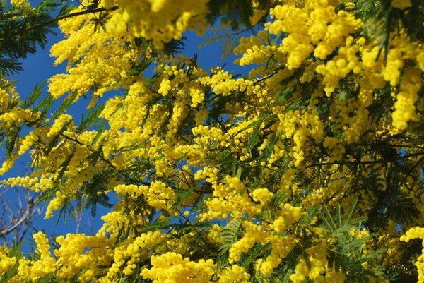 Цветок Мимозы 603 — стоковое фото