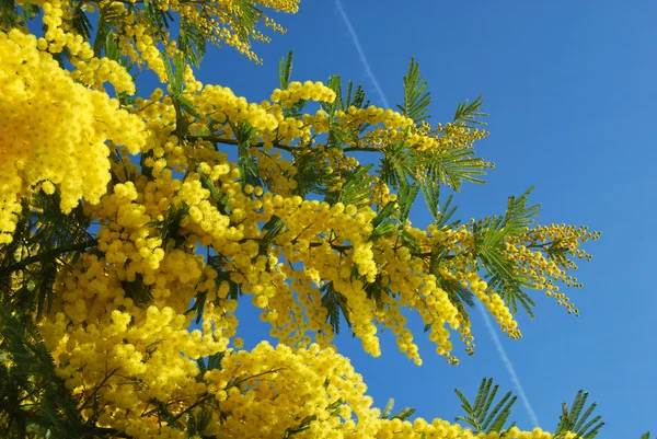 Ένα φυτό του Mimosa σύμβολο της 8 Μαρτίου, παγκόσμια ημέρα της γυναίκας — Φωτογραφία Αρχείου