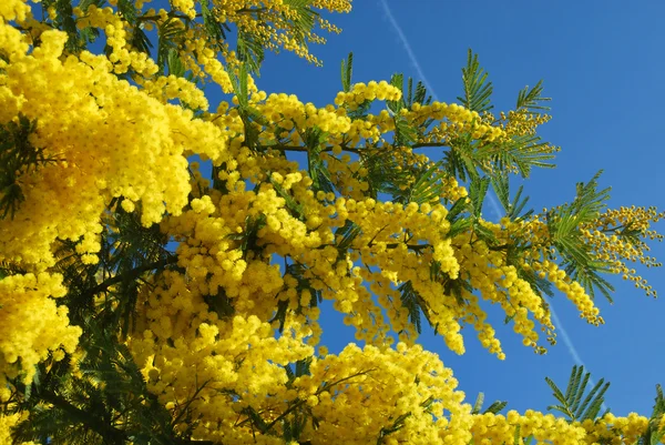 Mimosa fiore 599 — Foto Stock