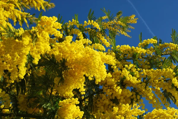 Kwiat mimozy 596 — Zdjęcie stockowe