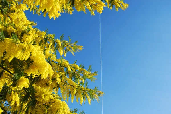 stock image A plant of Mimosa symbol of March 8, International Women's Day