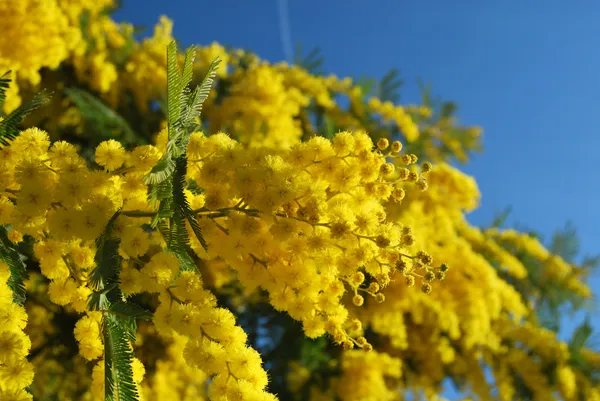Mimoza çiçeği — Stok fotoğraf
