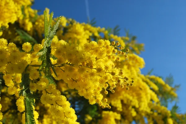 Flor de Mimosa 585 — Fotografia de Stock