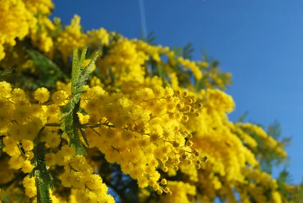 Stock image Mimosa flower