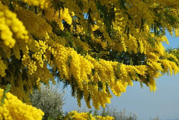 Kwiat mimozy 582 — Zdjęcie stockowe