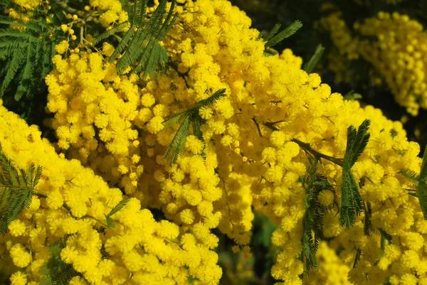 Flor de Mimosa 580 — Fotografia de Stock