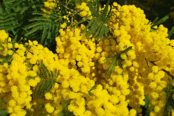 Kwiat mimozy 579 — Zdjęcie stockowe