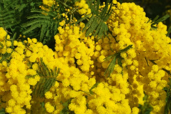 Egy növény, Mimosa jelképe március 8, nemzetközi nőnap — Stock Fotó