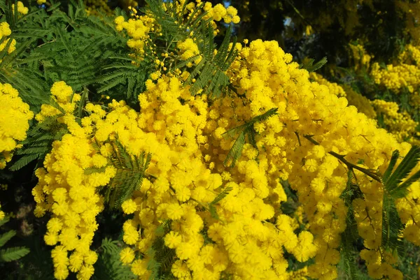 Une plante de Mimosa symbole de Mars 8, Journée internationale de la femme — Photo