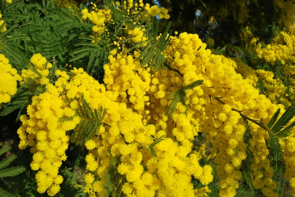 stock image A plant of Mimosa symbol of March 8, International Women's Day