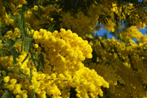 Завод Mimosa символ 8 березня Міжнародним Жіночим Днем — стокове фото