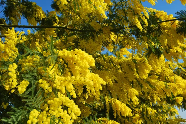 Mimosa flower 570 — Stock Photo, Image