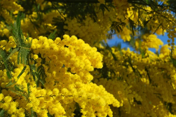 一种植物，含羞草的 3 月 8 日，国际妇女节的象征 — 图库照片