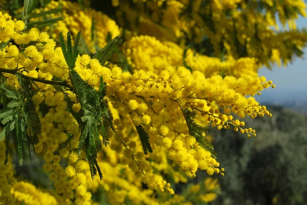 O plantă a simbolului Mimosa din 8 martie, Ziua Internațională a Femeii — Fotografie, imagine de stoc
