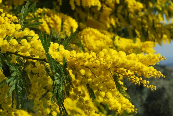 Kwiat mimozy 565 — Zdjęcie stockowe