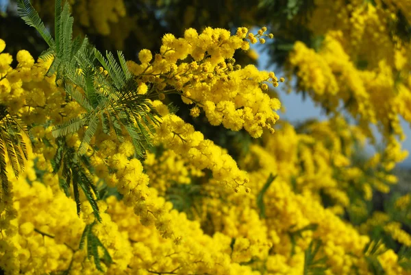 Eine Pflanze aus Mimosen symbolisiert den 8. März, den internationalen Frauentag — Stockfoto