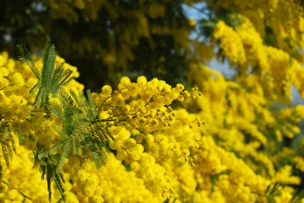 Kwiat mimozy 562 — Zdjęcie stockowe