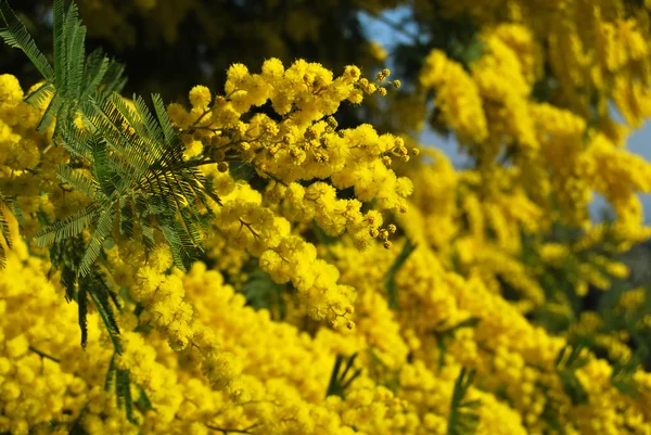 Kwiat mimozy 561 — Zdjęcie stockowe