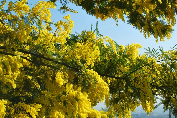 Flor de Mimosa 556 — Fotografia de Stock
