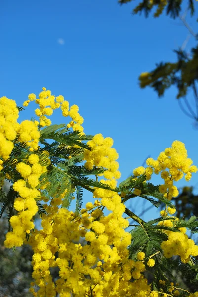 Mimosa flower 554 — Stock Photo, Image