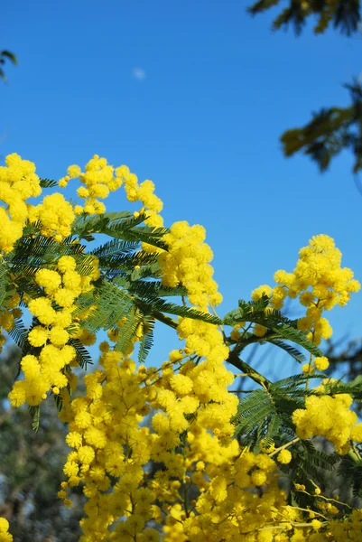 Flor de Mimosa 552 — Fotografia de Stock