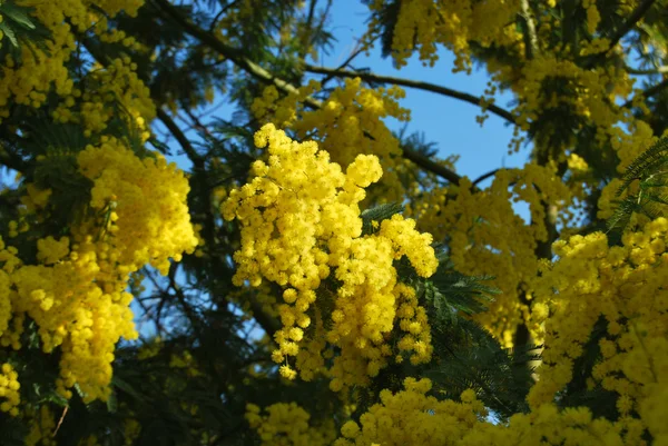 ミモザの花 547 — ストック写真
