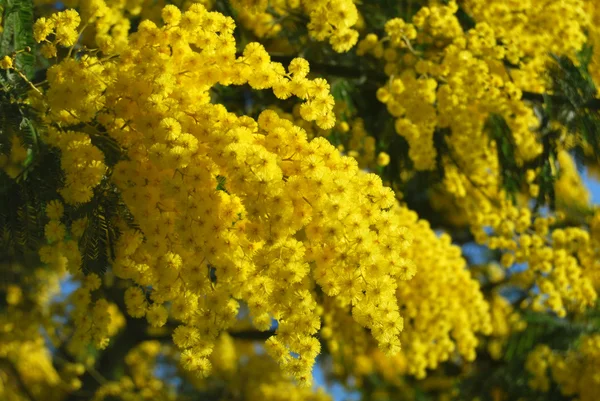 Flor de Mimosa — Fotografia de Stock