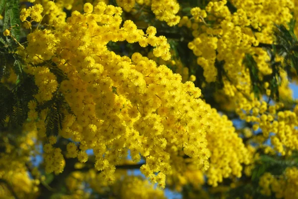 MIMÓZA-virághoz, 545 — Stock Fotó