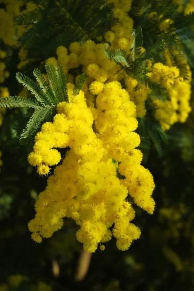 ミモザの花 — ストック写真