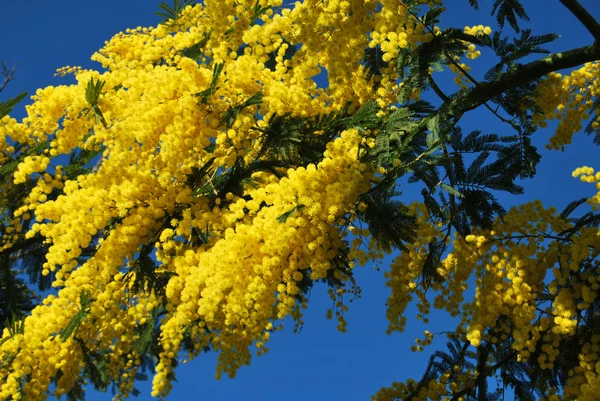 Kwiat mimozy 539 — Zdjęcie stockowe