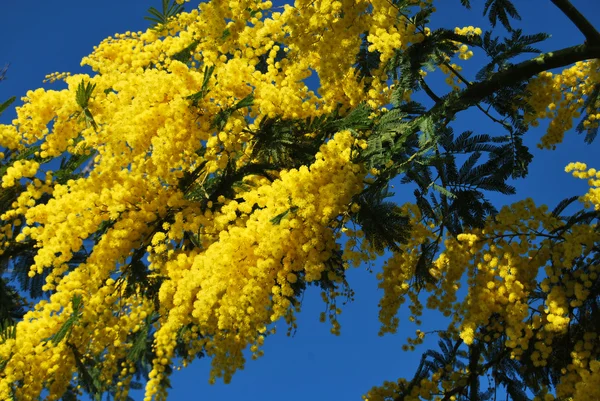 Квітка Mimosa 538 — стокове фото