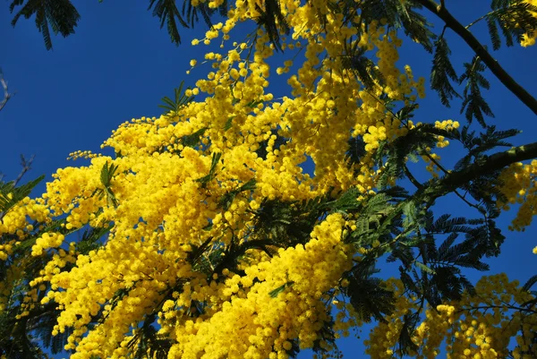 Een plant van Mimosa symbool van 8 maart, ter gelegenheid van de internationale Vrouwendag — Stockfoto