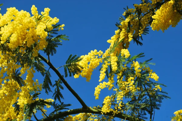 Eine Pflanze aus Mimosen symbolisiert den 8. März, den internationalen Frauentag — Stockfoto