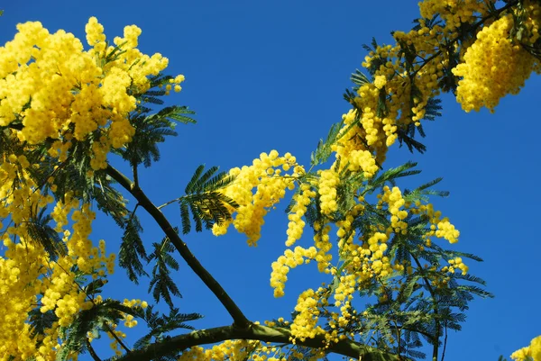 Kwiat mimozy 531 — Zdjęcie stockowe