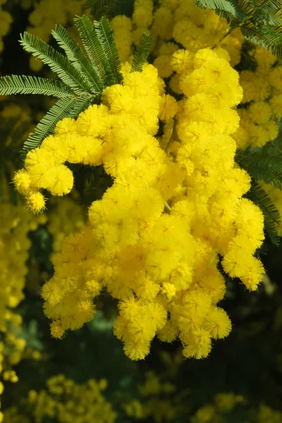 Una planta de Mimosa símbolo del 8 de marzo, Día Internacional de la Mujer —  Fotos de Stock