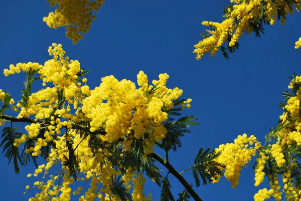 Mimosa flor 530 — Foto de Stock