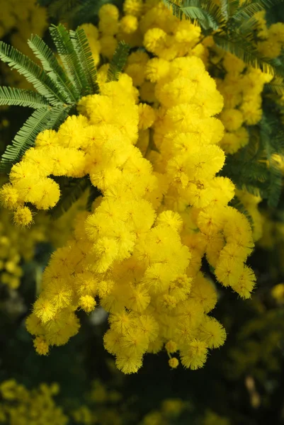 Una planta de Mimosa símbolo del 8 de marzo, Día Internacional de la Mujer —  Fotos de Stock