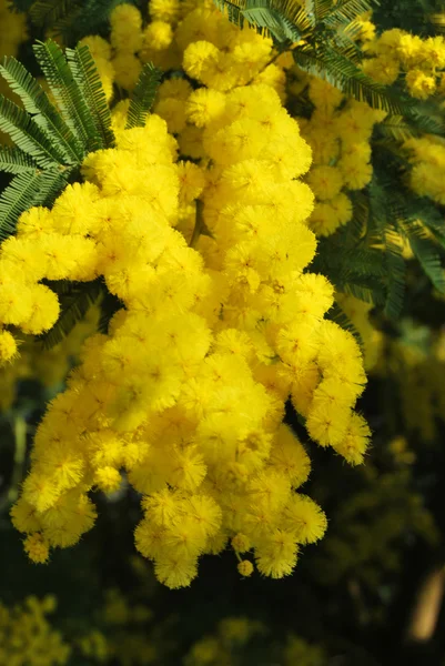 Flor de Mimosa 526 — Fotografia de Stock