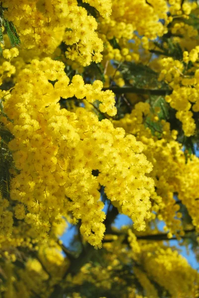 Een plant van Mimosa symbool van 8 maart, ter gelegenheid van de internationale Vrouwendag — Stockfoto